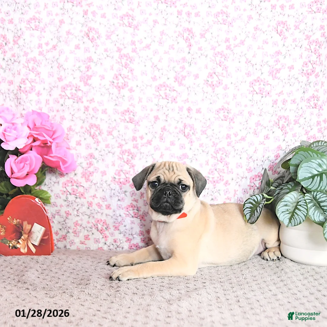 Pug dogs for sale: Lulu - Ad 3