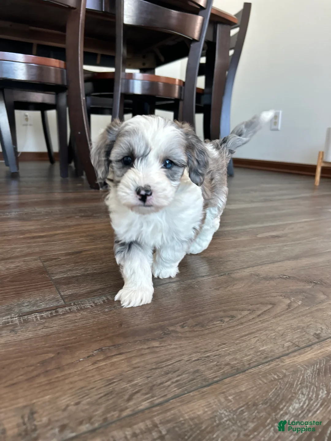 Mixed Breed dogs for sale: Skye - Ad 8
