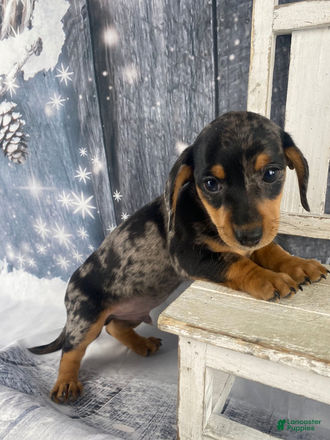 Miniature Dachshund dogs for sale: Rowdy - Ad 11