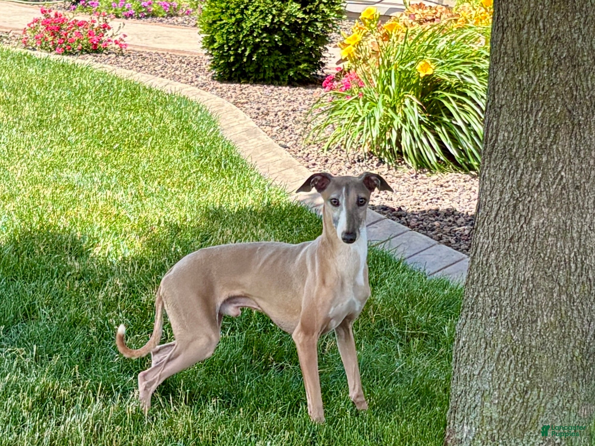 Italian Greyhound dogs Derek - Ad 1