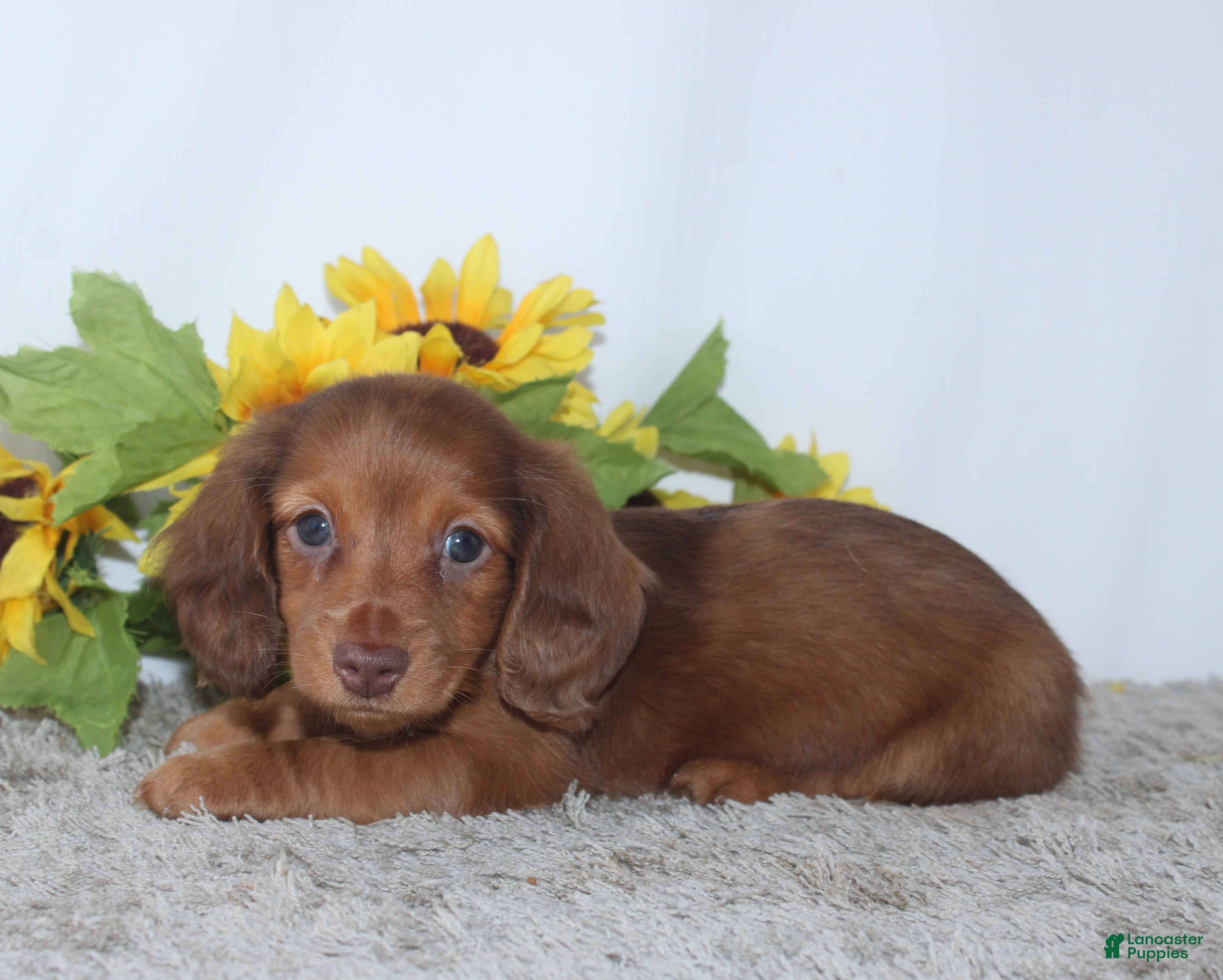 Miniature Dachshund dogs Piper - Ad 1