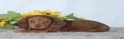 Miniature Dachshund dogs for sale: Piper - Ad 1