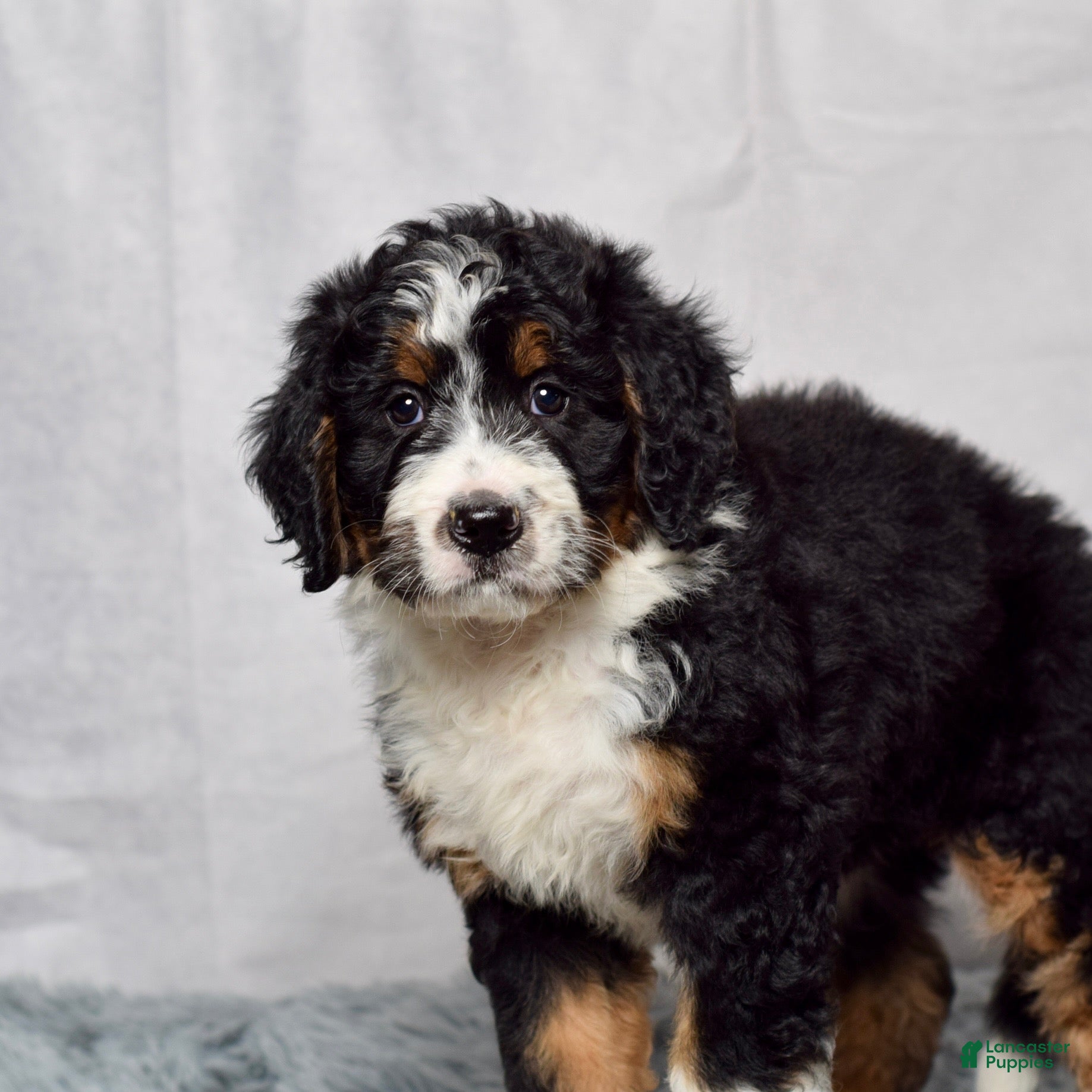 Bernedoodle dogs Wynonna  - Ad 2