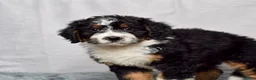 Bernedoodle dogs for sale: Wynonna  - Ad 2