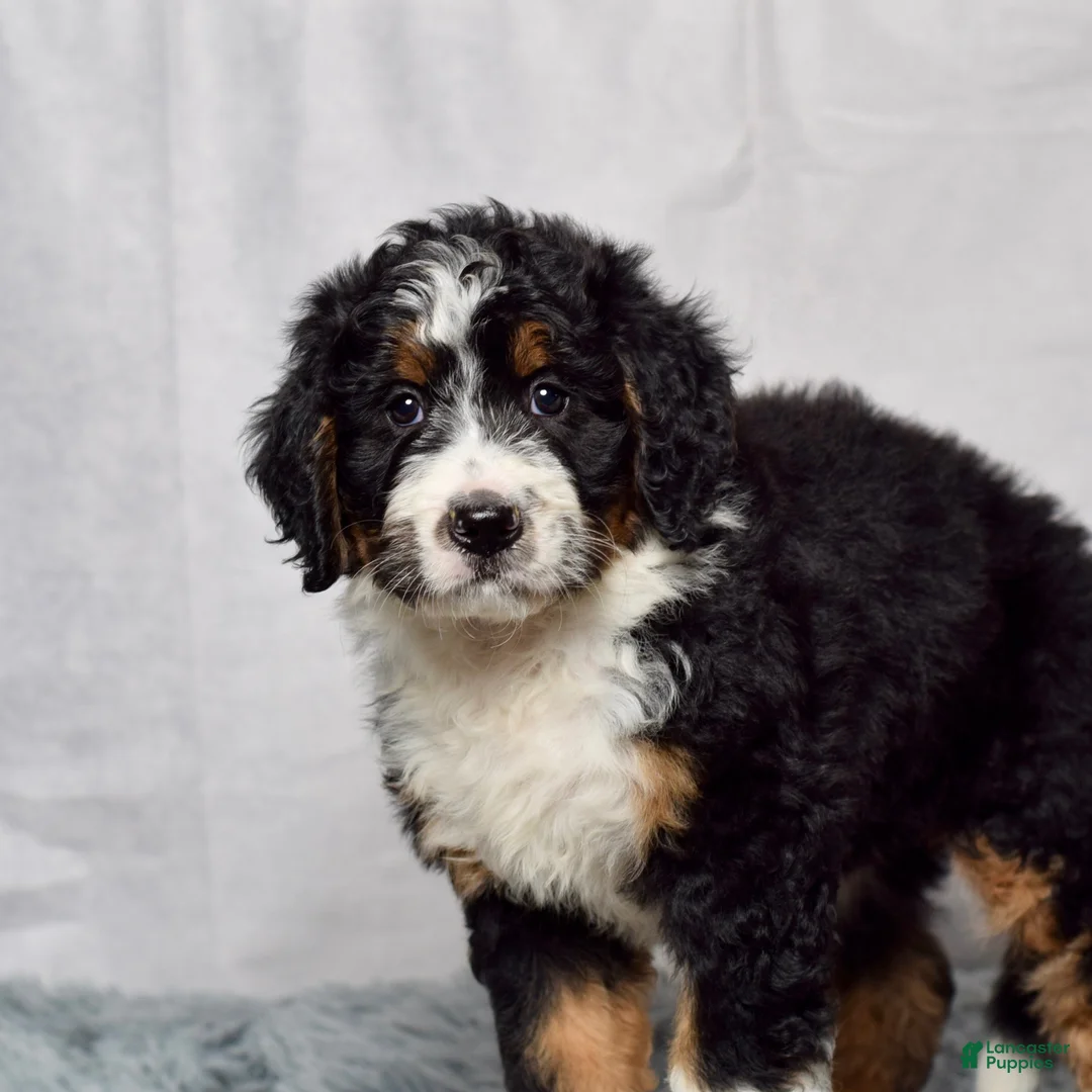 Bernedoodle dogs for sale: Wynonna  - Ad 2