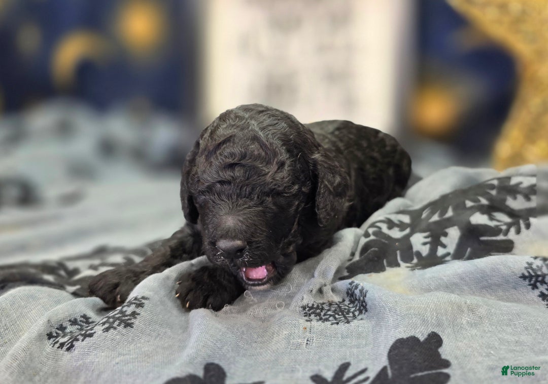 Cockapoo dogs for sale: Bell - Ad 4