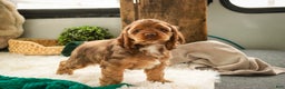 Cocker Spaniel dogs for sale: Avery - Ad 3