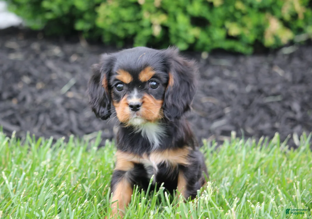 Cavalier King Charles Spaniel dogs for sale: Casey - Ad 2
