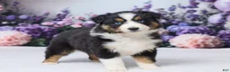Australian Shepherd dogs for sale: Roxy - Ad 3