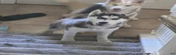 Siberian Husky dogs for sale: Loba - Ad 2