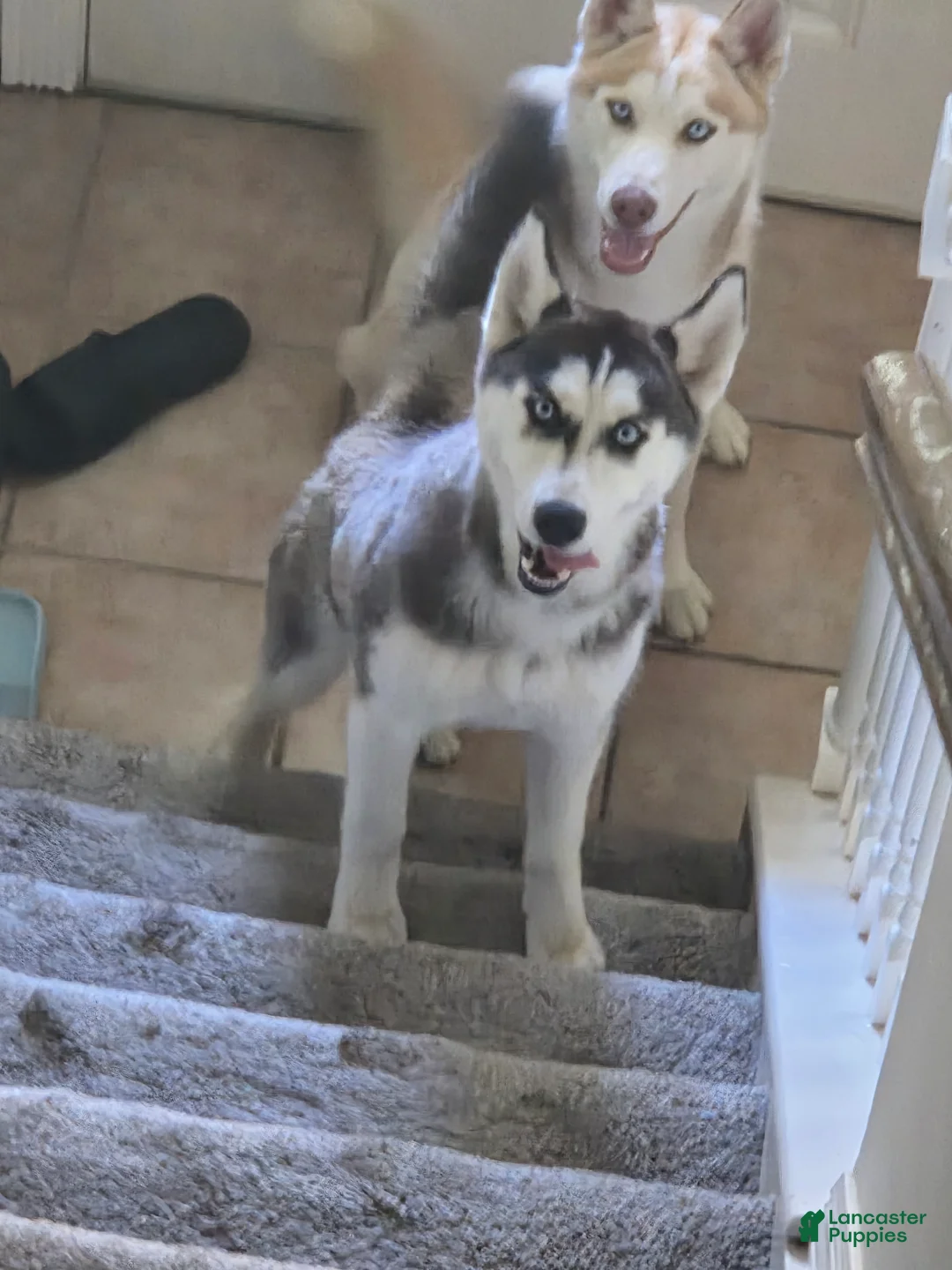 Siberian Husky dogs for sale: Loba - Ad 2