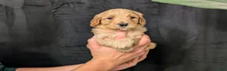 Cavapoo dogs for sale: Everest - Ad 5