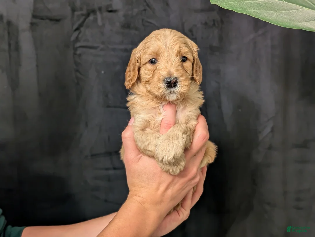 Cavapoo dogs for sale: Everest - Ad 5