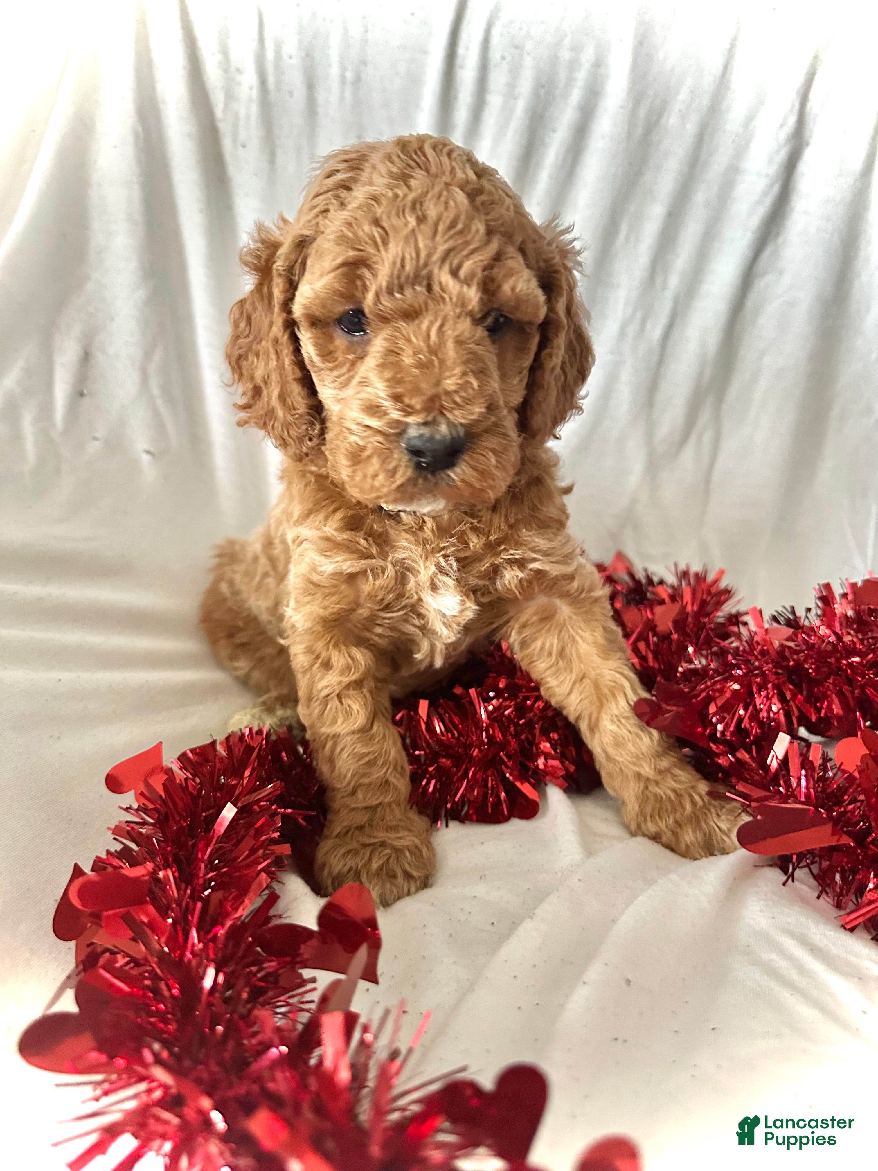 Irish Doodle dogs Eve-In home raised - Ad 7