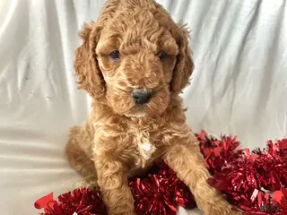 Irish Doodle dogs Eve-In home raised - Ad 14