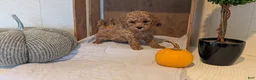 Miniature Poodle dogs for sale: Luna - Ad 9