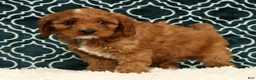 Cavapoo dogs for sale: Benny - Ad 3