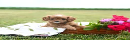 Cavapoo dogs for sale: Summer - Ad 2