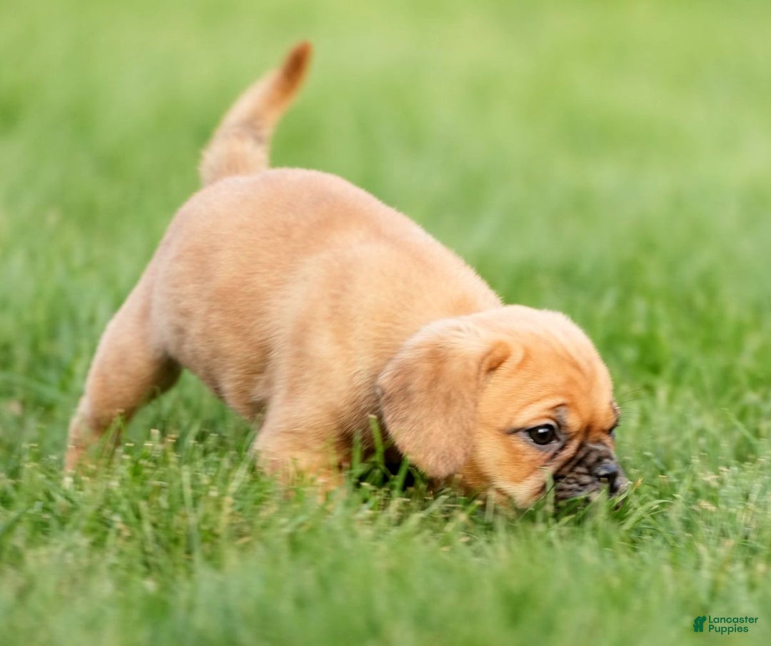 Puggle dogs for sale: Ripley - Ad 6