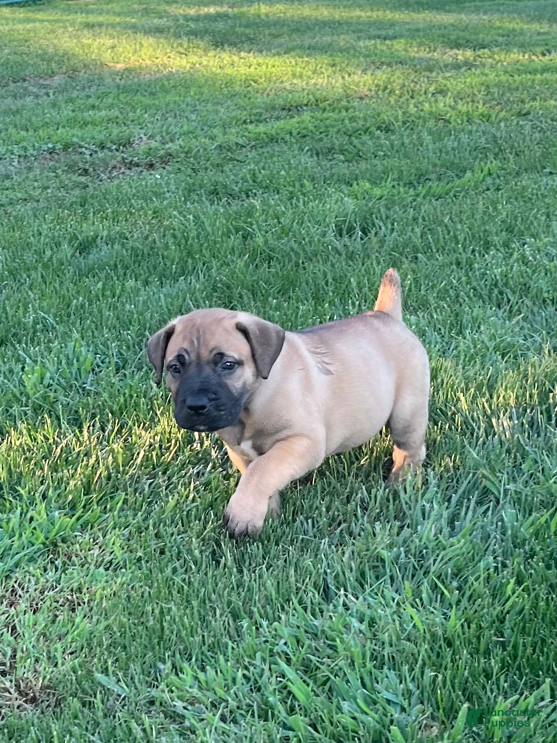 South African Boerboels dogs South African Boerboels 1 Dark green collar - Ad 1
