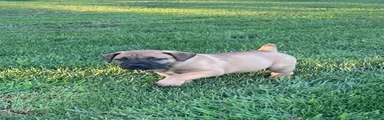 South African Boerboels 1 Dark green collar