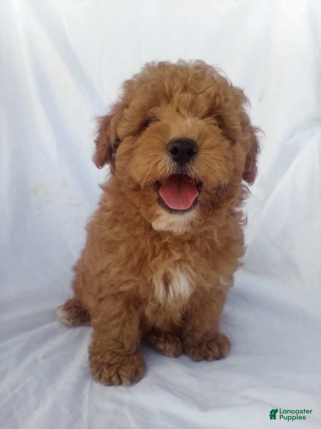 Toy Poodle dogs for sale: Toy Poodle Puppy 1 - Ad 2