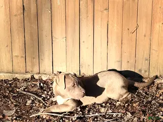 American Bully dogs Brown Sugar - Ad 7