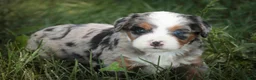 Mini Bernedoodle dogs for sale: Maya Mini Bernedoodle  - Ad 16