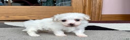 Coton De Tulear dogs for sale: Tj - Ad 7