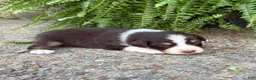Australian Shepherd dogs for sale: Pumpkin - Ad 1