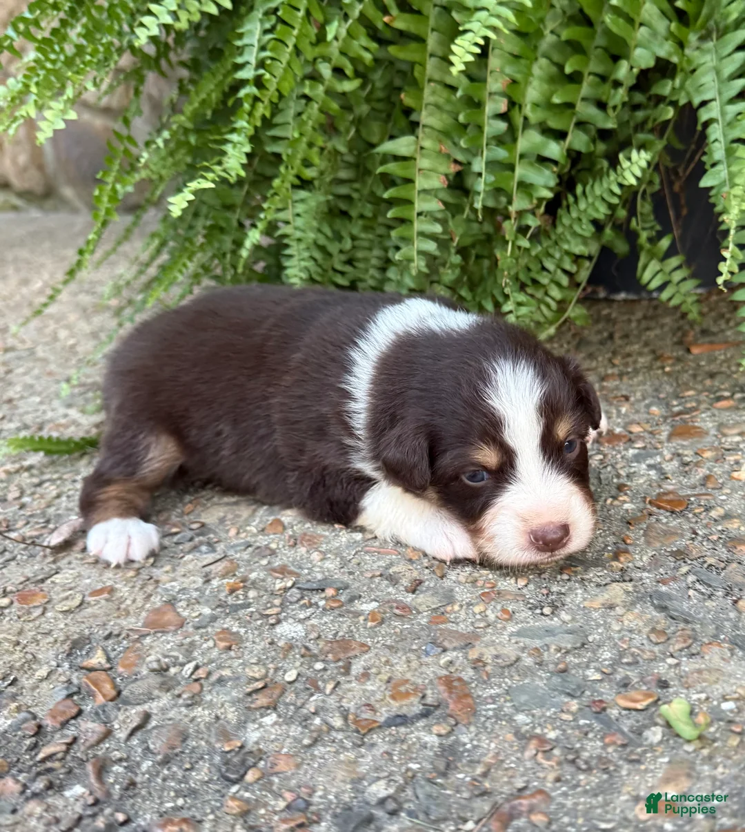 Australian Shepherd dogs for sale: Pumpkin - Ad 1