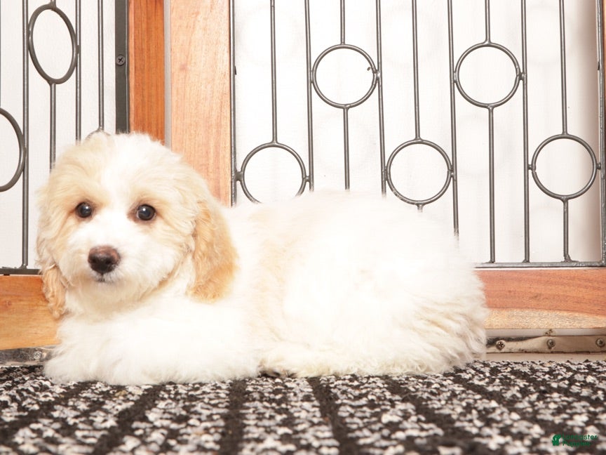 Bichpoo dogs June - Ad 1