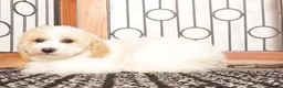 Bichpoo dogs for sale: June - Ad 1