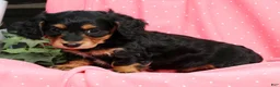 Miniature Dachshund dogs for sale: Bella - Ad 6