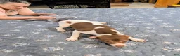 Rat Terrier dogs for sale: *ZIVA* - Ad 4