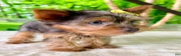 Yorkshire Terrier dogs for sale: Lucia - Ad 2