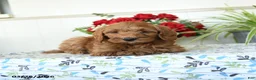 Mini Goldendoodle dogs for sale: Wooton - Ad 3