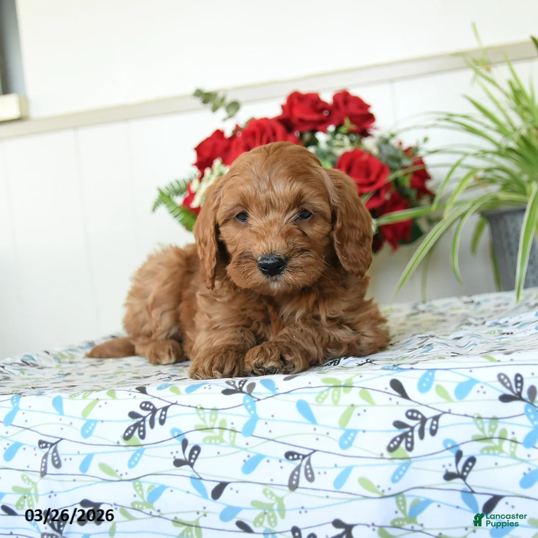 Mini Goldendoodle dogs for sale: Wooton - Ad 3