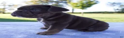 Beabull dogs for sale: Amber - Ad 3