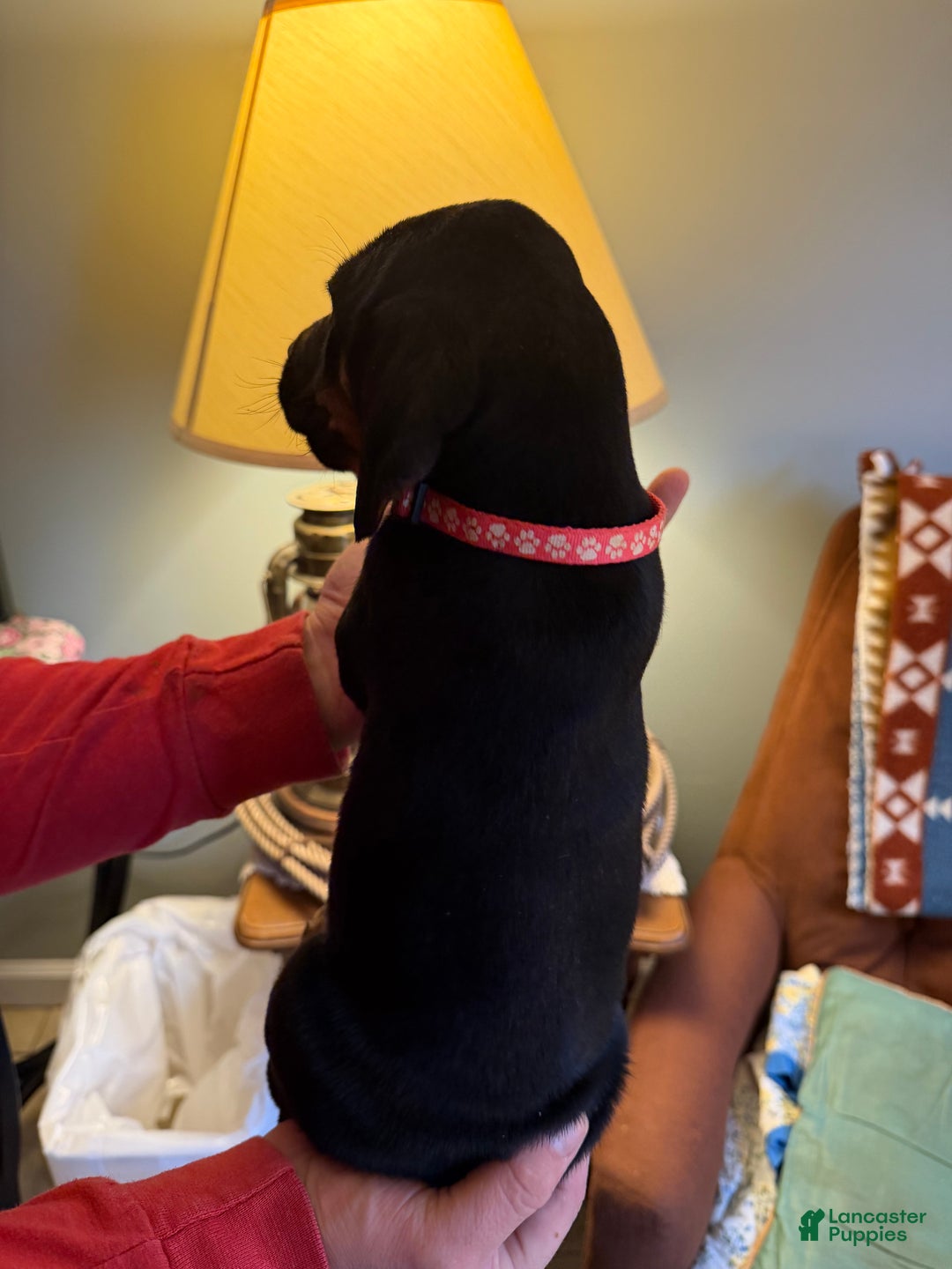 Mixed Breed dogs for sale: Shay - Ad 3