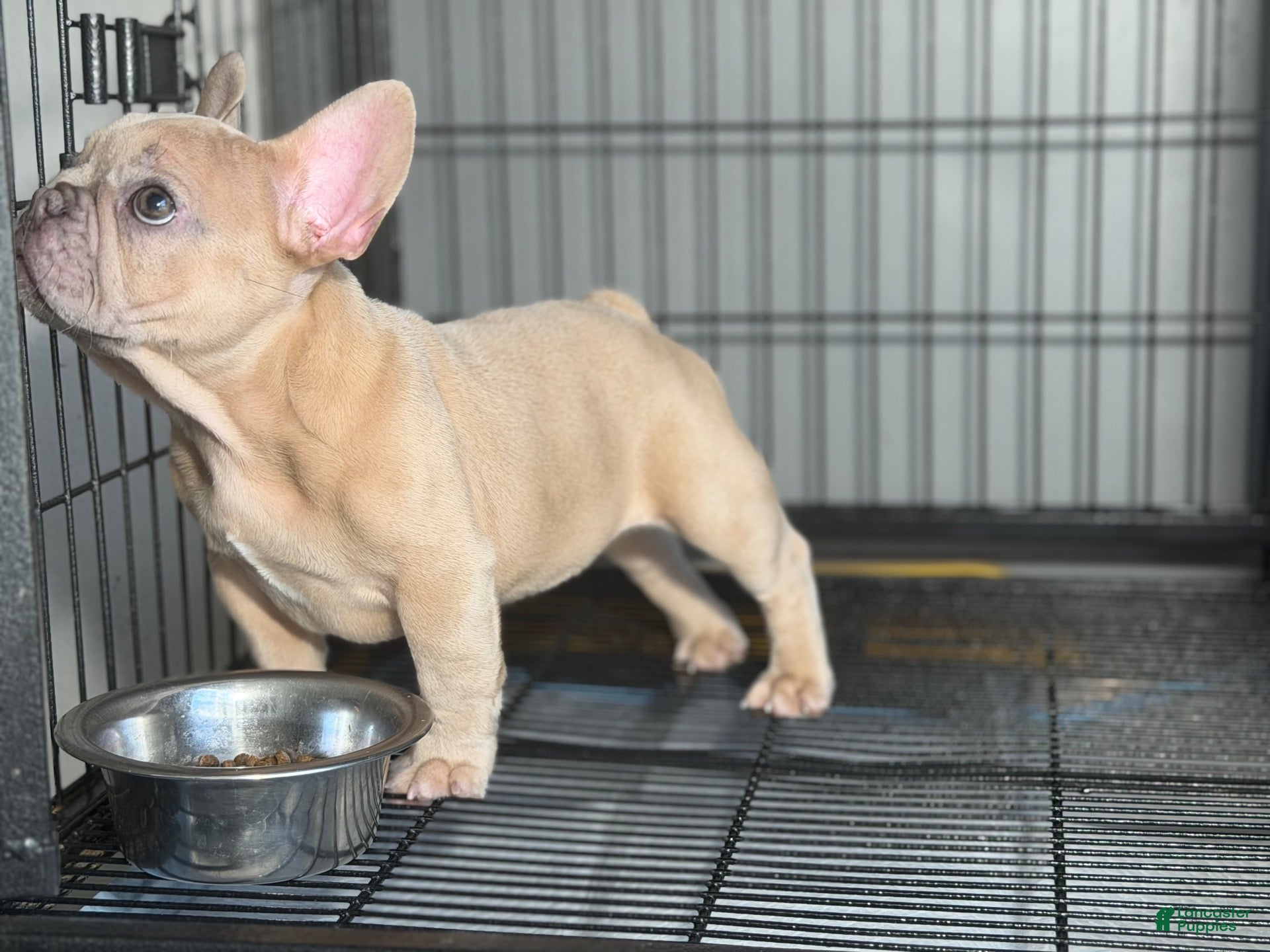 French Bulldog dogs French Bulldog 1 - Ad 2