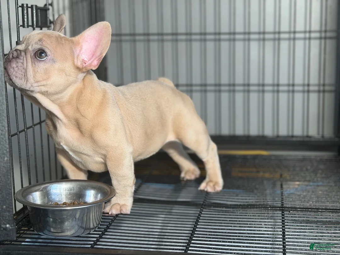 French Bulldog dogs for sale: French Bulldog 1 - Ad 2