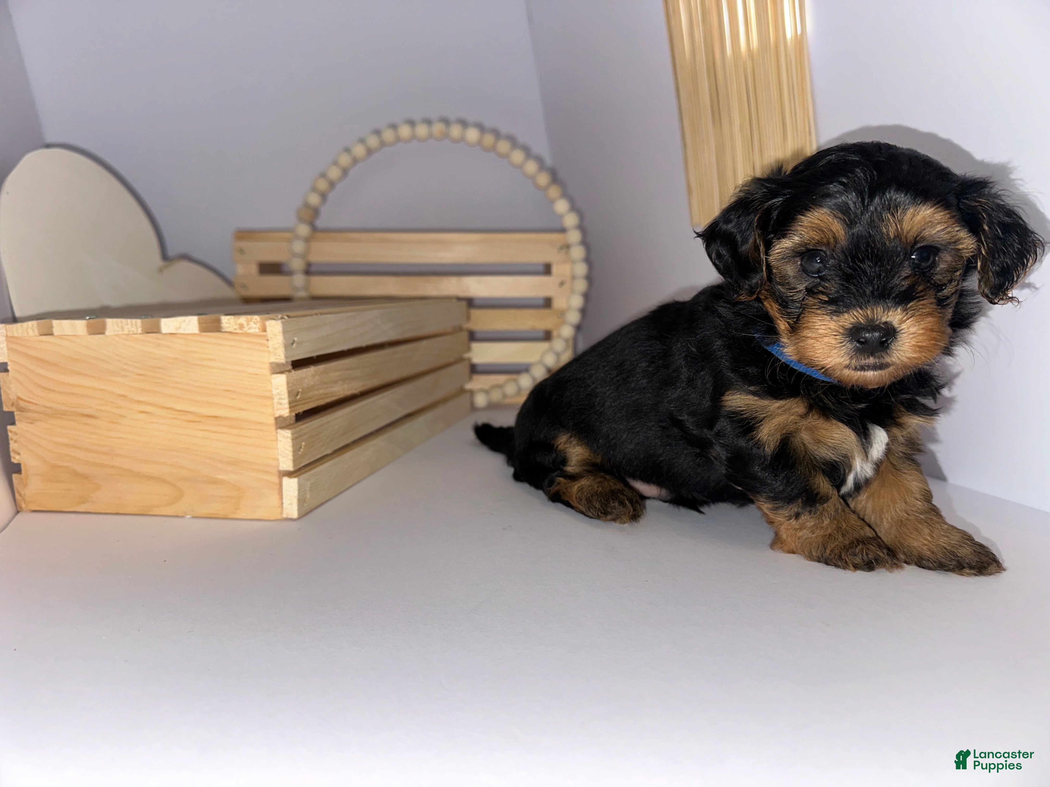 Mixed Breed dogs Prince - Ad 2