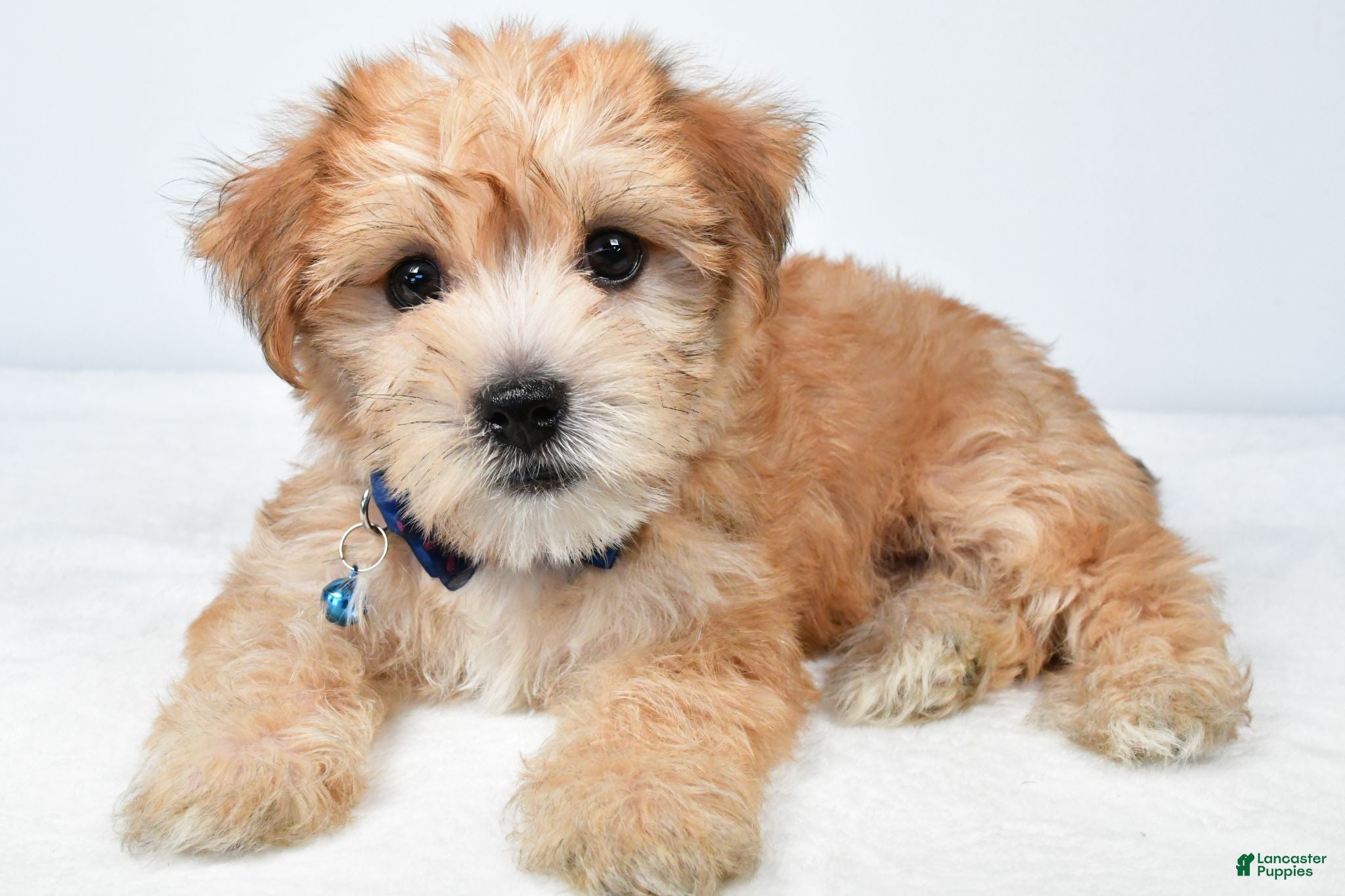 Morkie dogs Walker - Ad 1