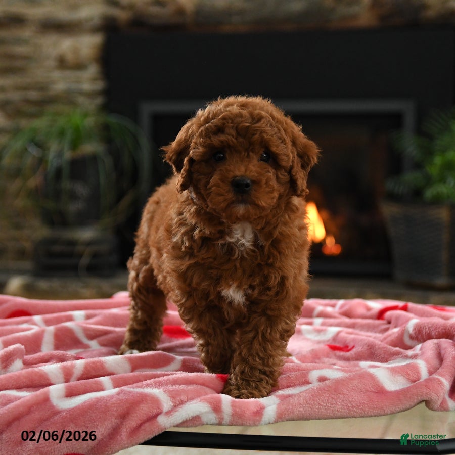 Mini Goldendoodle dogs Curly - Ad 19