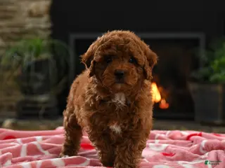 Mini Goldendoodle dogs Curly - Ad 19
