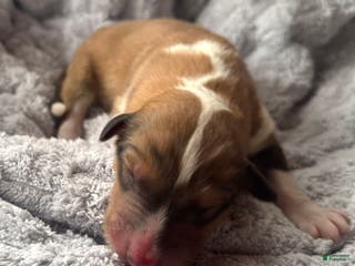 Collie dogs Mac - Ad 32