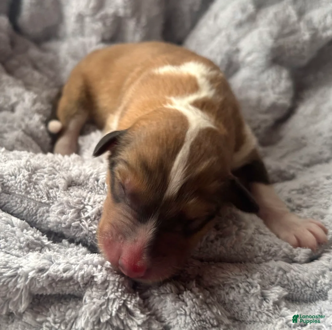 Collie dogs for sale: Mac - Ad 1