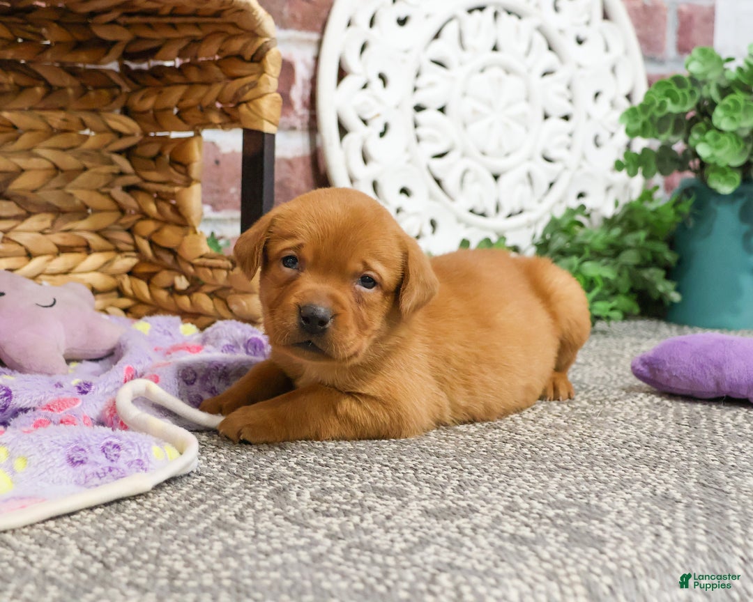 Labrador Retriever dogs for sale: Scarlet  - Ad 10