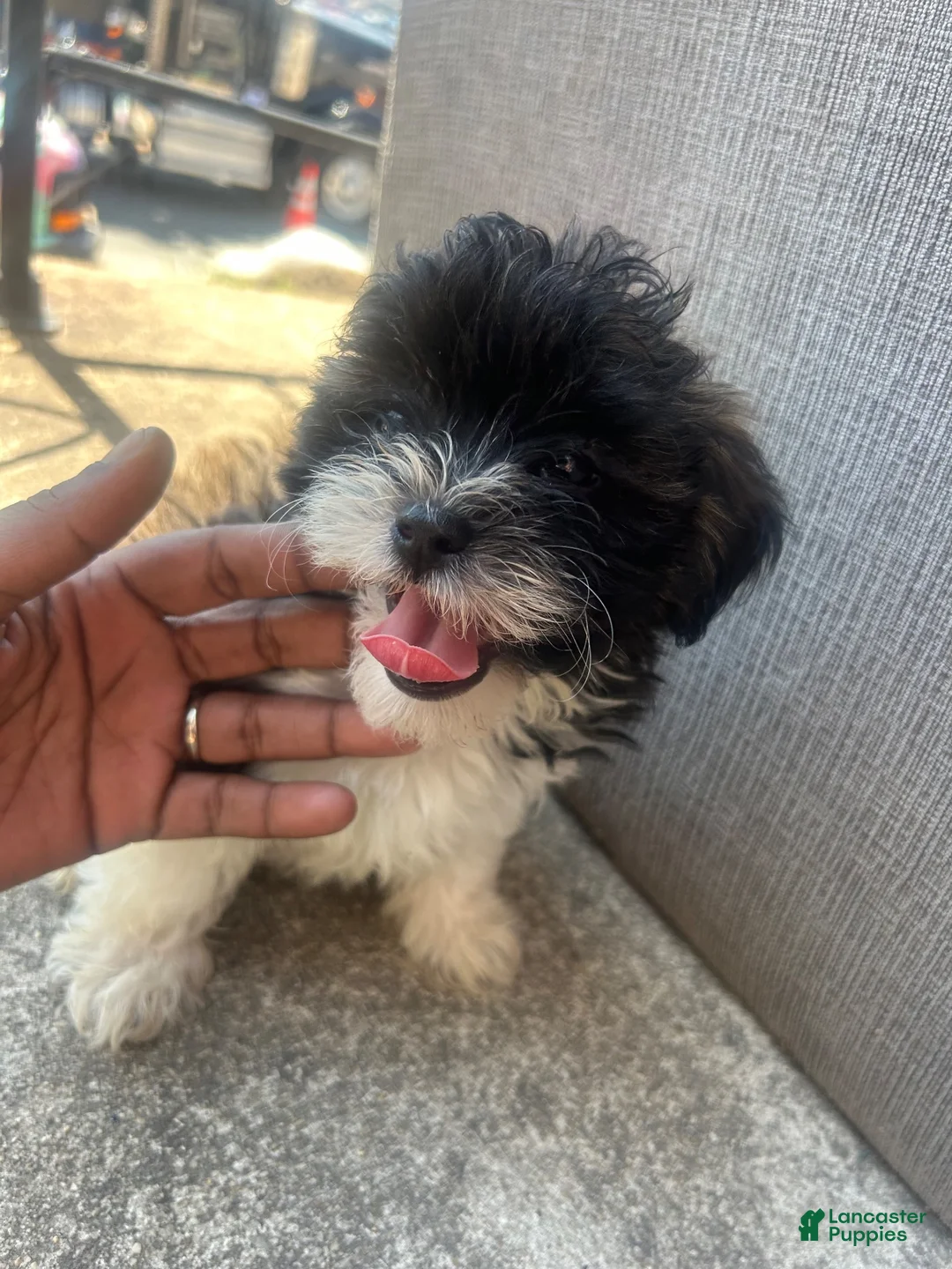 Shihpoo dogs for sale: Shihpoo 1 - Ad 3
